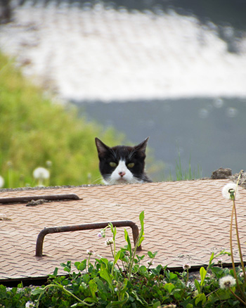 金田一街道歩きねこ_s